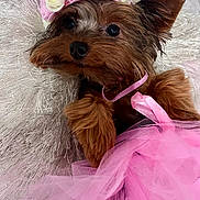 Shedeura Irie is registered to the contest to win money with this photo: animal, canine, child, cockerspaniel, dog, face, female, flower, flowerarrangement, girl, papillon, person, pet, petal, plant, puppy, purple, rose, terrier, whitedog