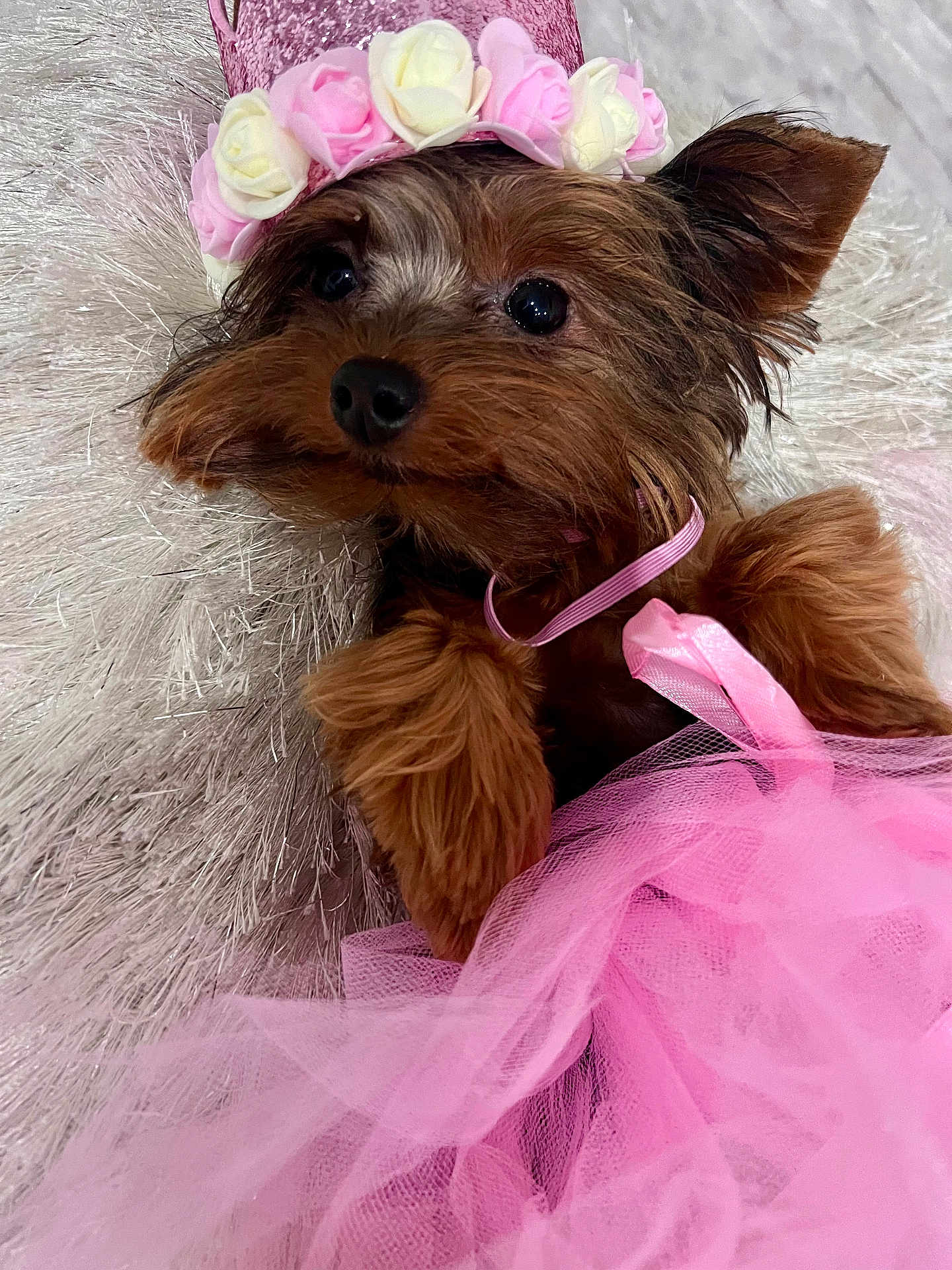 Shedeura Irie is registered to the contest to win money with this photo: animal, canine, child, cockerspaniel, dog, face, female, flower, flowerarrangement, girl, papillon, person, pet, petal, plant, puppy, purple, rose, terrier, whitedog