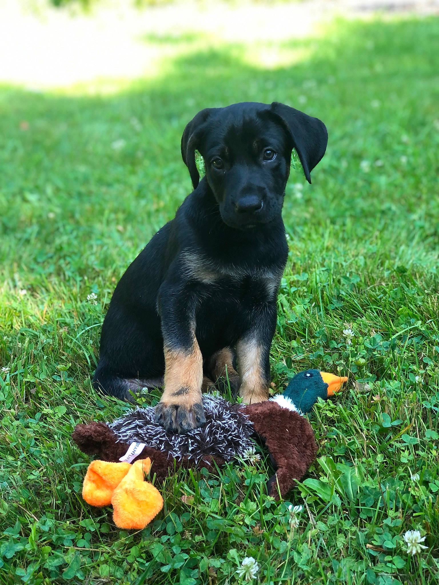 Moose joined the competition — help win amazing prizes! borador, canidae, carnivore, collar, companion_dog, dog, dog_breed, dog_collar, grass, grassland, groundcover, guard_dog, labrador_retriever, pet_supply, plant, sporting_group, tail, terrestrial_animal, working_animal, working_dog