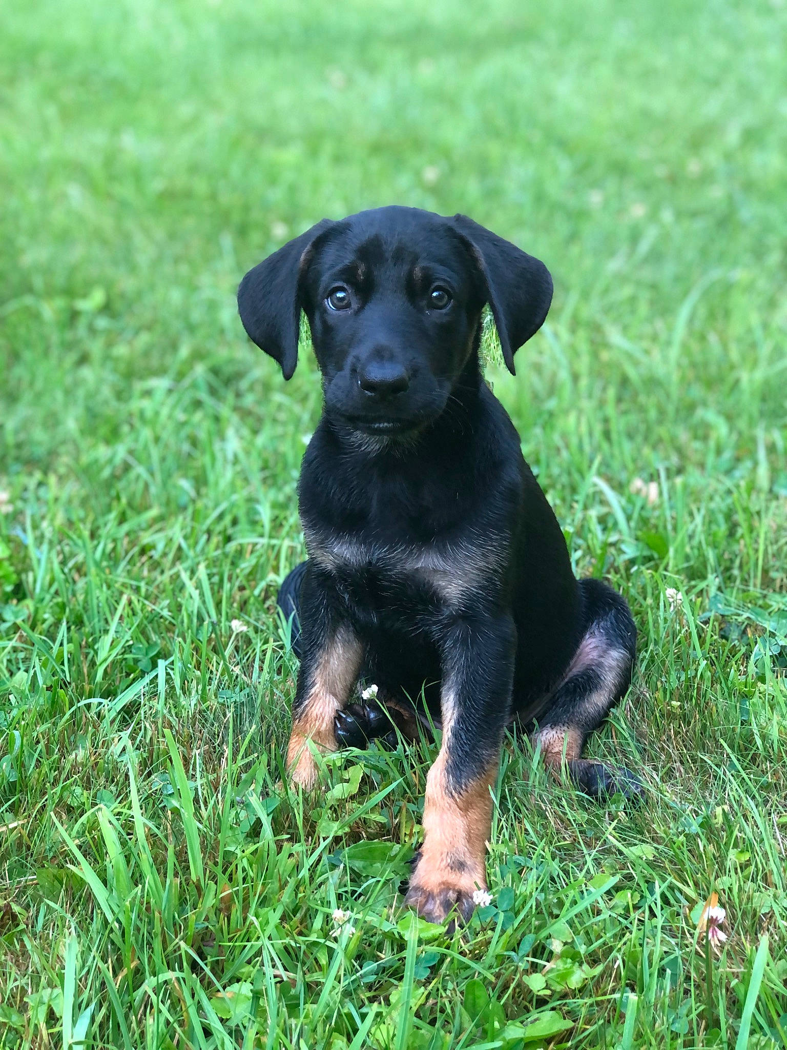 Moose joined the competition — help win amazing prizes! borador, canidae, carnivore, companion_dog, dog, dog_breed, grass, grassland, groundcover, guard_dog, gun_dog, hunting_dog, pasture, pet_supply, plant, sporting_group, terrestrial_animal, whiskers, working_animal, working_dog