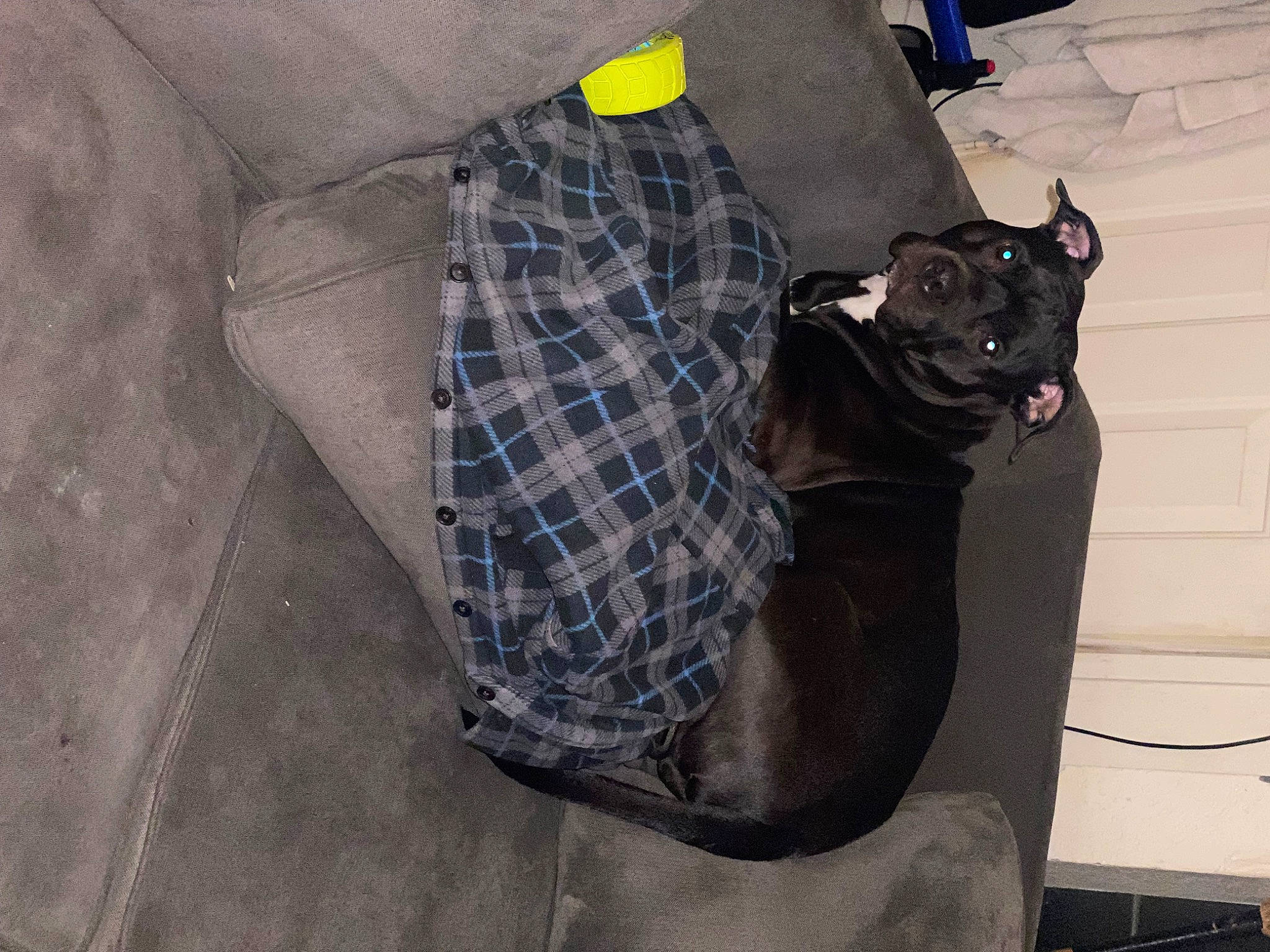 Raven is registered to the contest to win money with this photo: bag, carnivore, collar, comfort, companion_dog, dog_breed, fawn, felidae, fur, grey, human_leg, luggage_and_bags, pet_supply, plaid, sleeve, small_to_medium_sized_cats, tail, tartan, whiskers