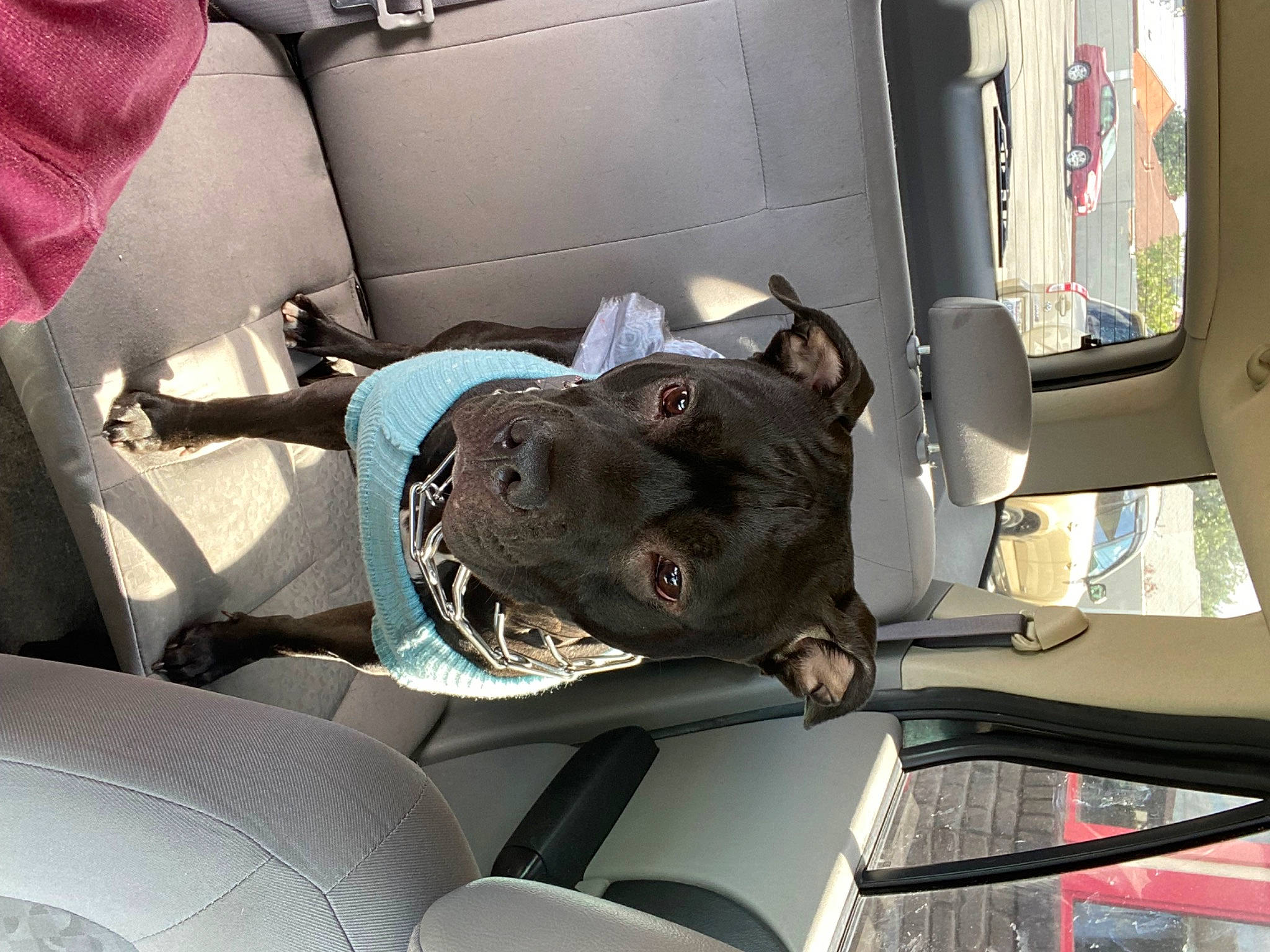 Raven is registered to the contest to win money with this photo: auto_part, automotive_design, automotive_exterior, canidae, car, car_seat, car_seat_cover, carnivore, comfort, companion_dog, dog, dog_breed, family_car, head_restraint, mode_of_transport, motor_vehicle, snout, sporting_group, vehicle, vehicle_door