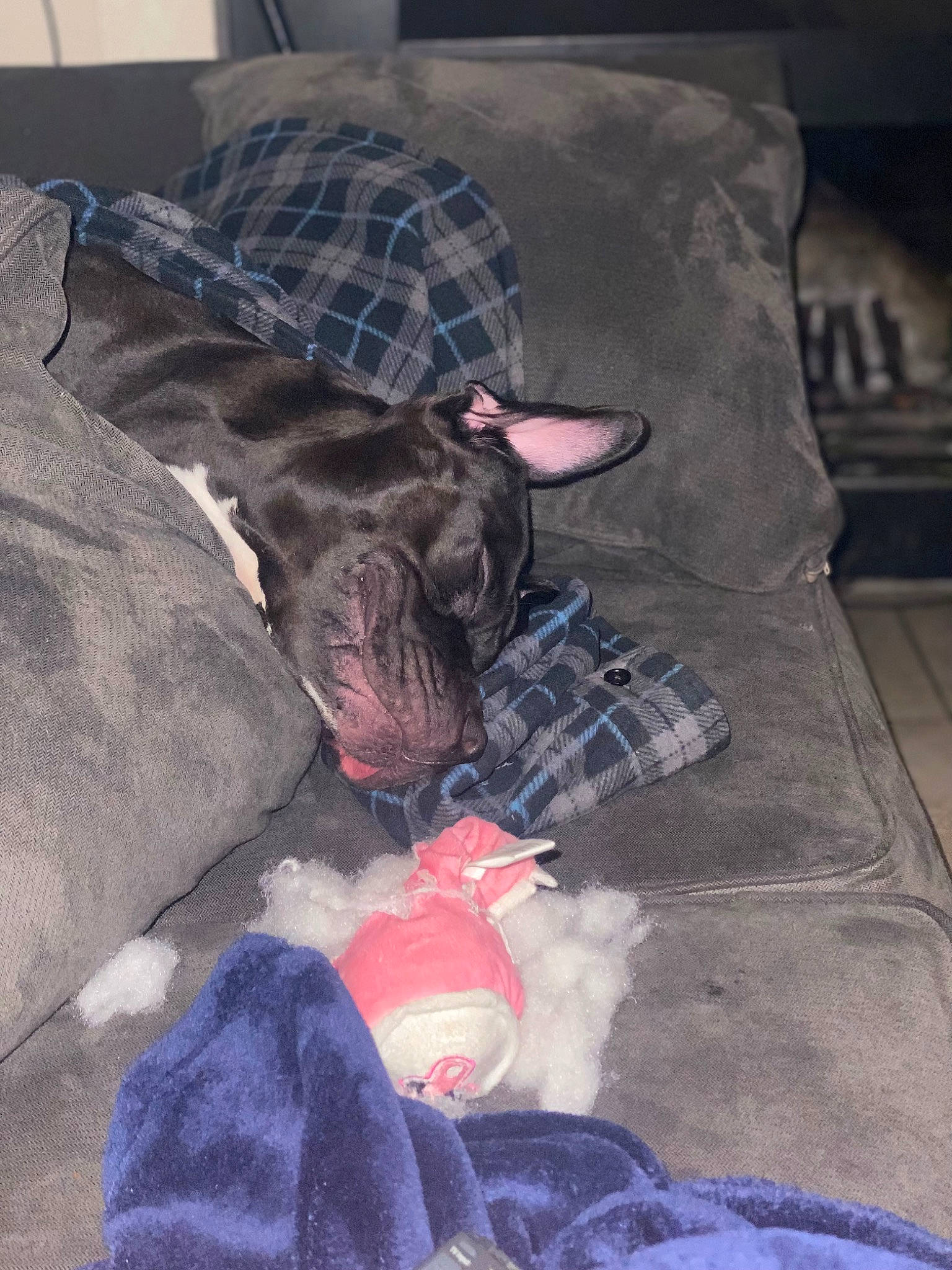 Raven joined the competition — help win amazing prizes! bag, canidae, carmine, carnivore, collar, comfort, companion_dog, couch, dog, dog_breed, dog_supply, fawn, fur, guard_dog, luggage_and_bags, plaid, sitting, sporting_group, tartan, working_animal