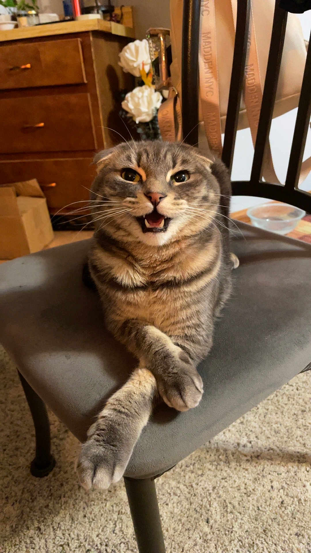 Tito Daquan is registered to the contest to win money with this photo: cat, tabby_cat, gray_tabby, crossed_paws, whiskers, open_mouth, sitting, chair, indoor, carpet, furniture, dresser, flowers, water_bowl, pet, portrait, cute, cozy, stripe_pattern, fur