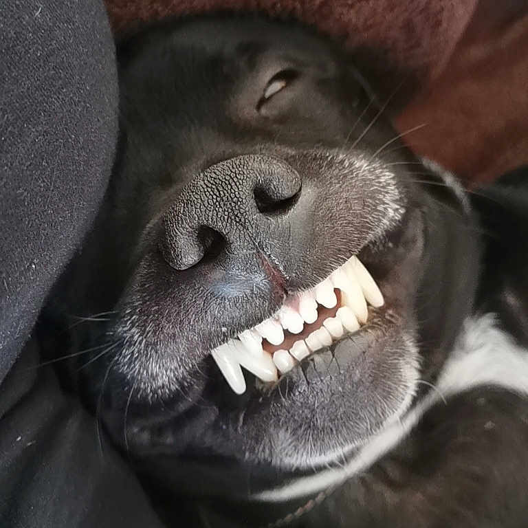 Katon participe au concours pour gagner de l'argent avec cette photo : animal, black_dog, blanket, canine, close_up, cozy, cute, dog, fur, indoors, lying_down, mouth, nose, pet, relaxed, sleepy, teeth, texture, tongue, whiskers