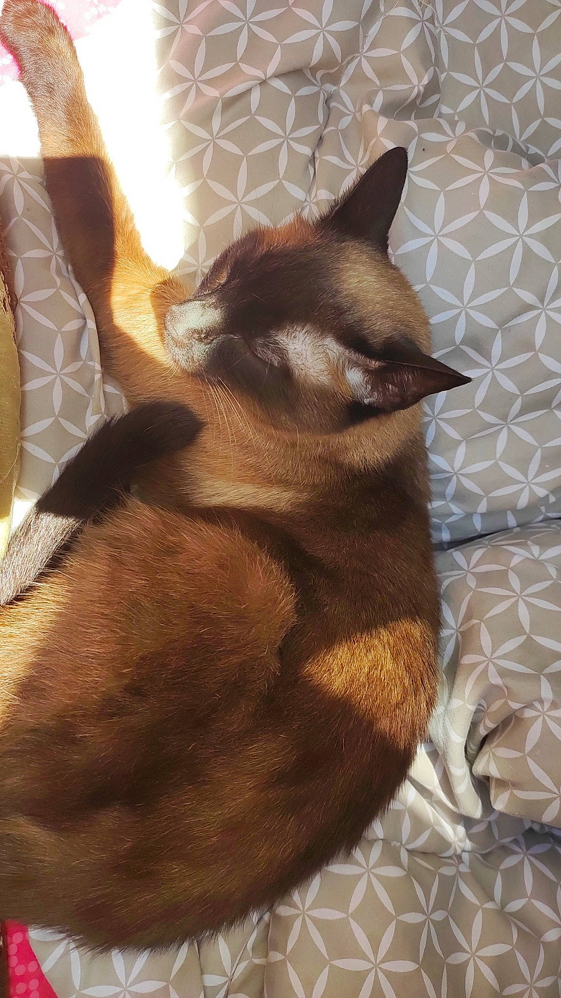 Octave a rejoint le concours — aidez-le/la à gagner de superbes lots ! brown, canidae, carnivore, cat, comfort, companion_dog, dog_breed, fawn, felidae, fur, liver, siamese, small_to_medium_sized_cats, snout, tail, terrestrial_animal, tints_and_shades, whiskers, wood, working_animal