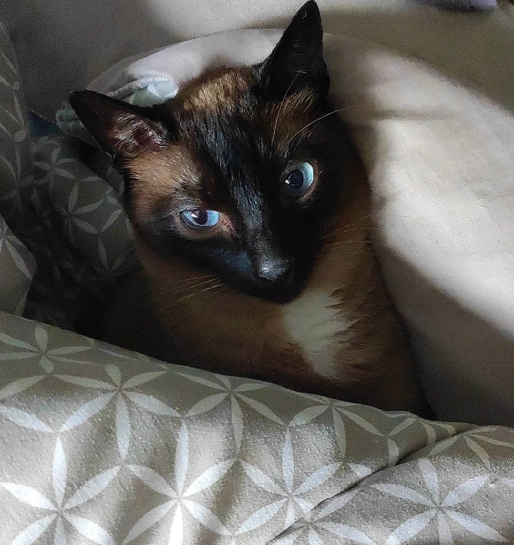 Octave participe au concours pour gagner de l'argent avec cette photo : balinese, carnivore, cat, cat_supply, comfort, domestic_short_haired_cat, eye, fawn, felidae, fur, head, iris, pet_supply, siamese, small_to_medium_sized_cats, snout, whiskers