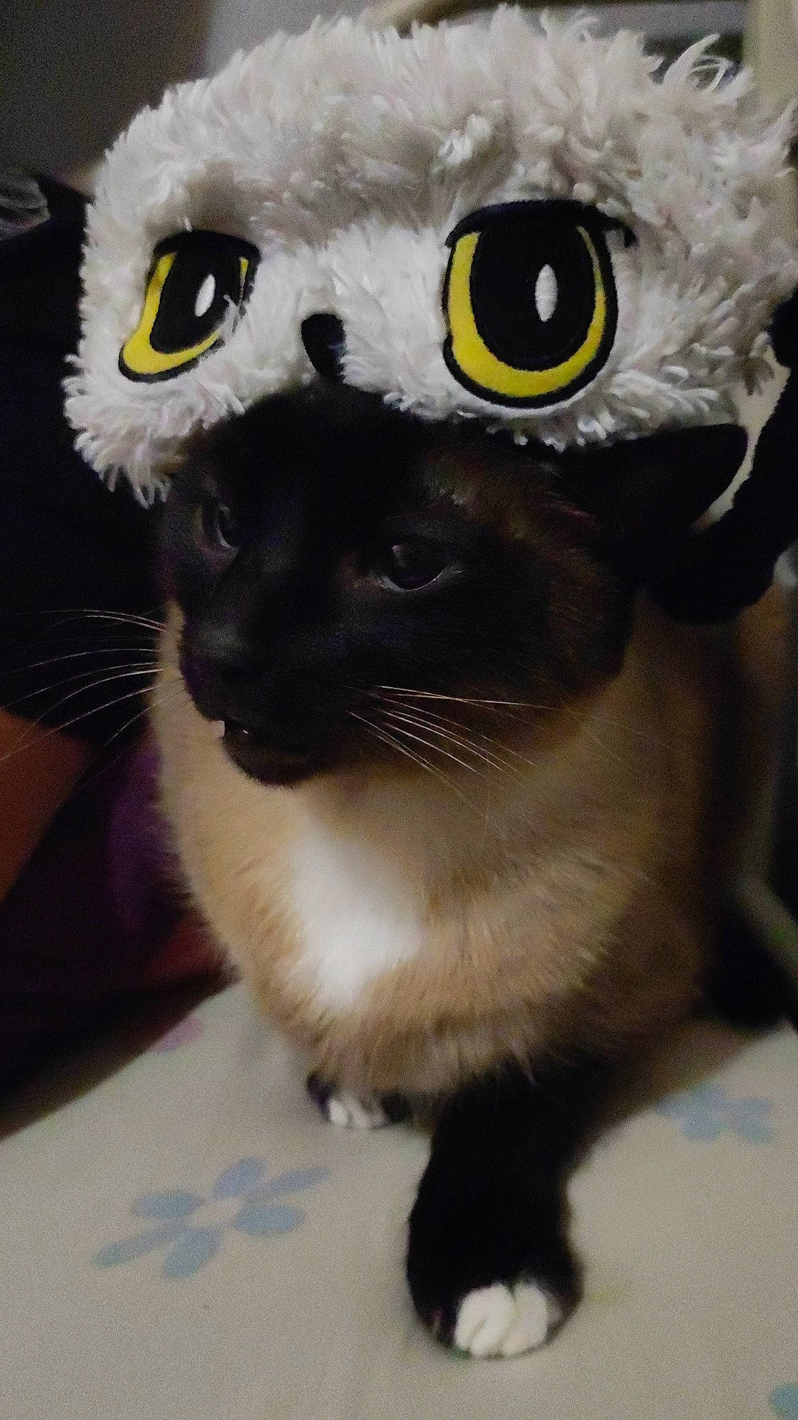 Octave participe au concours pour gagner de l'argent avec cette photo : bird, bird_of_prey, carnivore, cat, domestic_short_haired_cat, felidae, fur, grey, iris, owl, paw, photography, small_to_medium_sized_cats, snout, stuffed_toy, tail, terrestrial_animal, toy, whiskers