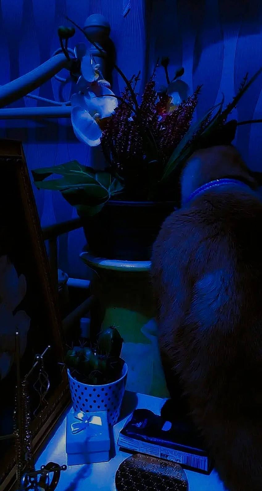 Octave participe au concours pour gagner de l'argent avec cette photo : annual_plant, art, blue, electric_blue, floral_design, flower, flower_arranging, flowerpot, garden, glass, herb, houseplant, plant, pottery, purple, still_life_photography, terrestrial_plant, twig, vase, wood