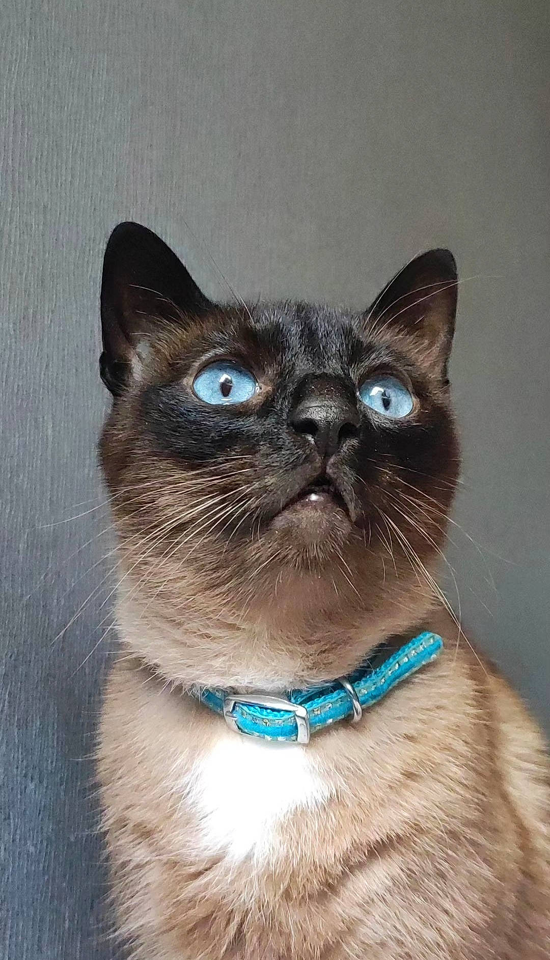 Octave a rejoint le concours — aidez-le/la à gagner de superbes lots ! carnivore, cat, close_up, collar, electric_blue, eye, fawn, felidae, fur, glasses, hair, head, human_body, iris, siamese, small_to_medium_sized_cats, snout, terrestrial_animal, thai, whiskers