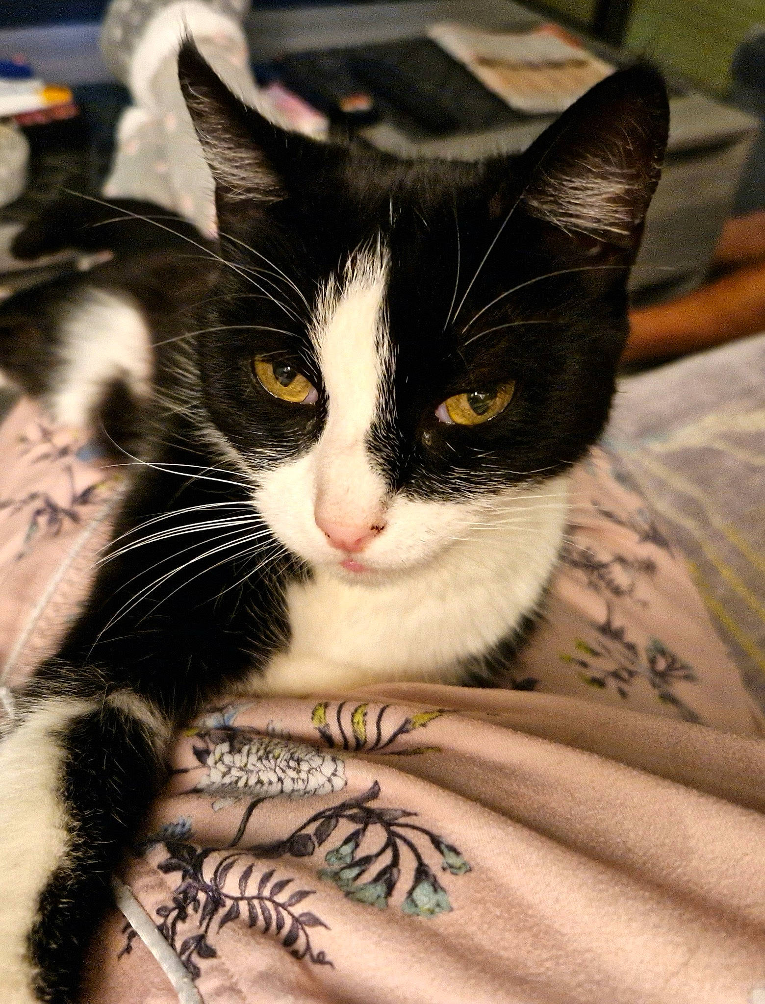 Mia a rejoint le concours — aidez-le/la à gagner de superbes lots ! carnivore, cat, claw, comfort, domestic_short_haired_cat, eyelash, felidae, fur, paw, small_to_medium_sized_cats, snout, tail, tree, whiskers