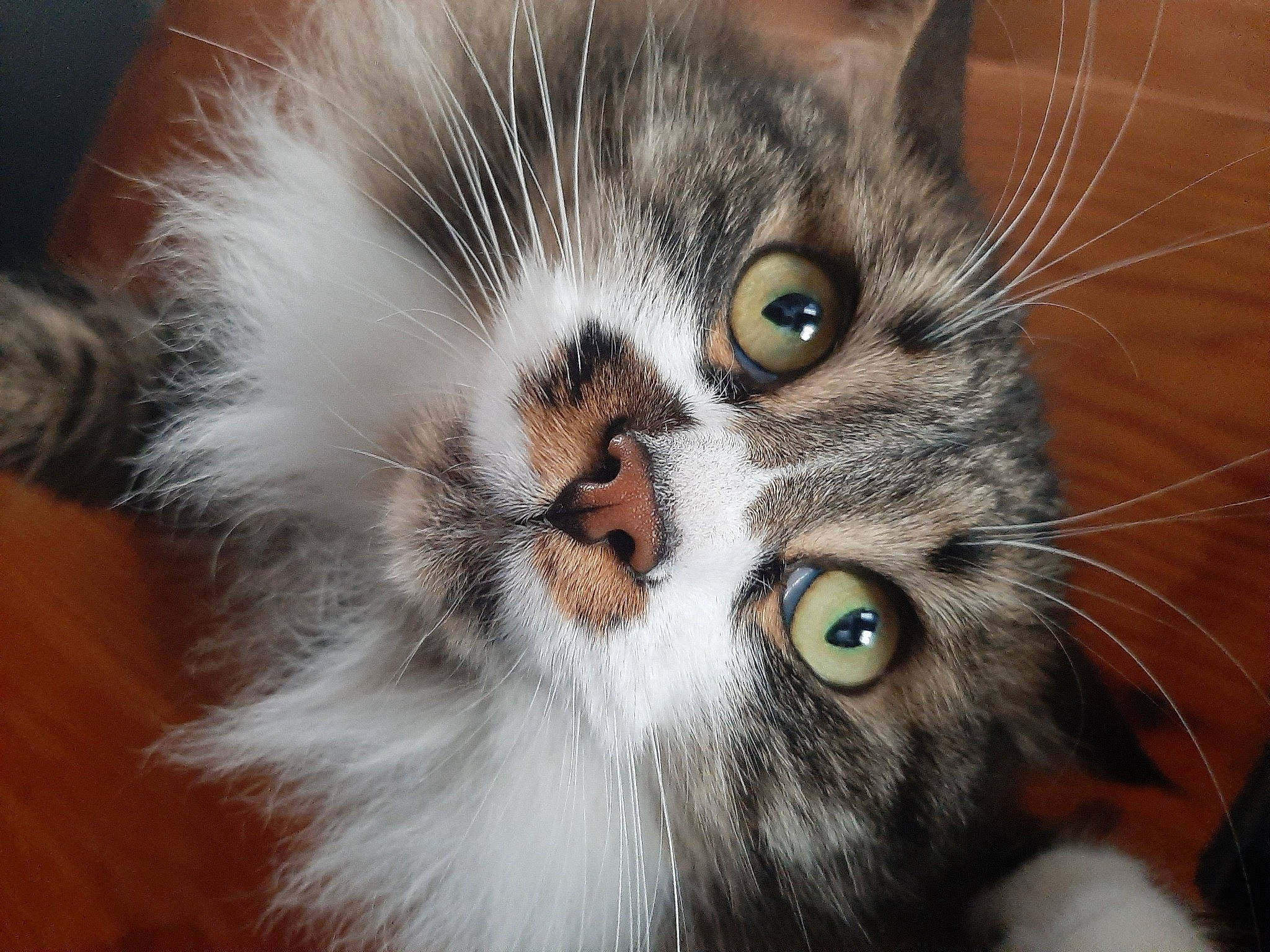 Akina participe au concours pour gagner de l'argent avec cette photo : carnivore, cat, claw, domestic_short_haired_cat, eye, felidae, fur, small_to_medium_sized_cats, snout, terrestrial_animal, whiskers