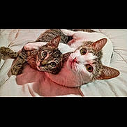 Alien is registered to the contest to win money with this photo: cat, tabby_cat, white_cat, pet, animal, snuggling, cute, feline, indoor, blanket, bed, cozy, fur, whiskers, ears, eyes, lying_down, companionship, domestic_animal, two_cats