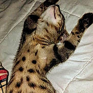 Chance is registered to the contest to win money with this photo: kitten, cat, spotted_fur, sleeping, relaxed, indoor, blanket, quilt, paw, fur, cute, animal, pet, striped, whiskers, resting, cozy, soft, young, tabby