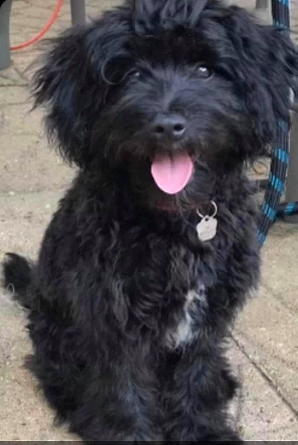 Meredith is registered to the contest to win money with this photo: canidae, carnivore, collar, companion_dog, dog, dog_breed, dog_collar, fur, maltepoo, non_sporting_group, puppy, small_terrier, sporting_group, terrestrial_animal, terrier, toy_dog, water_dog, working_animal, working_dog, yorkipoo