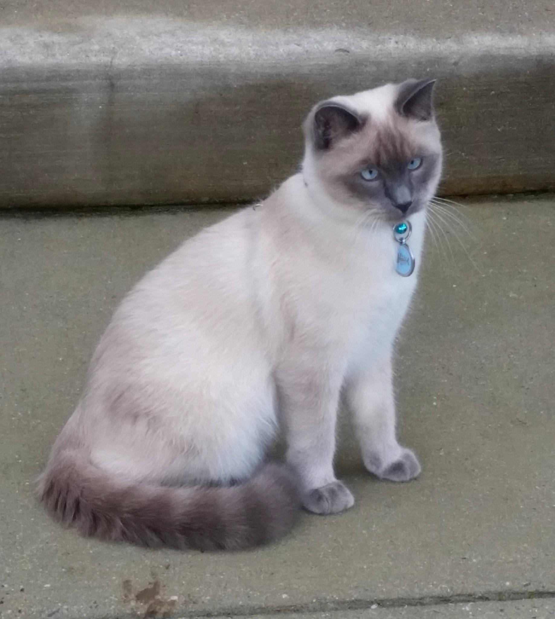 Prince joined the competition — help win amazing prizes! asphalt, balinese, birman, carnivore, cat, domestic_short_haired_cat, fawn, felidae, foot, fur, paw, road_surface, siamese, sitting, small_to_medium_sized_cats, snout, tail, terrestrial_animal, thai, whiskers