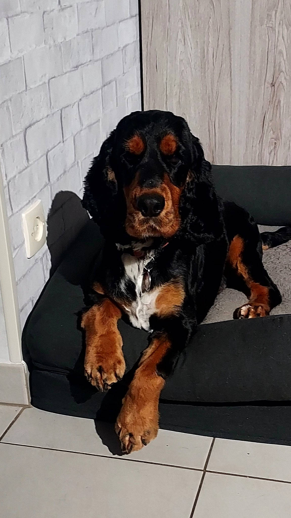 Yoko a rejoint le concours — aidez-le/la à gagner de superbes lots ! canidae, carnivore, companion_dog, dog, dog_breed, fur, king_charles_spaniel, liver, snout, sporting_group, working_animal, working_dog