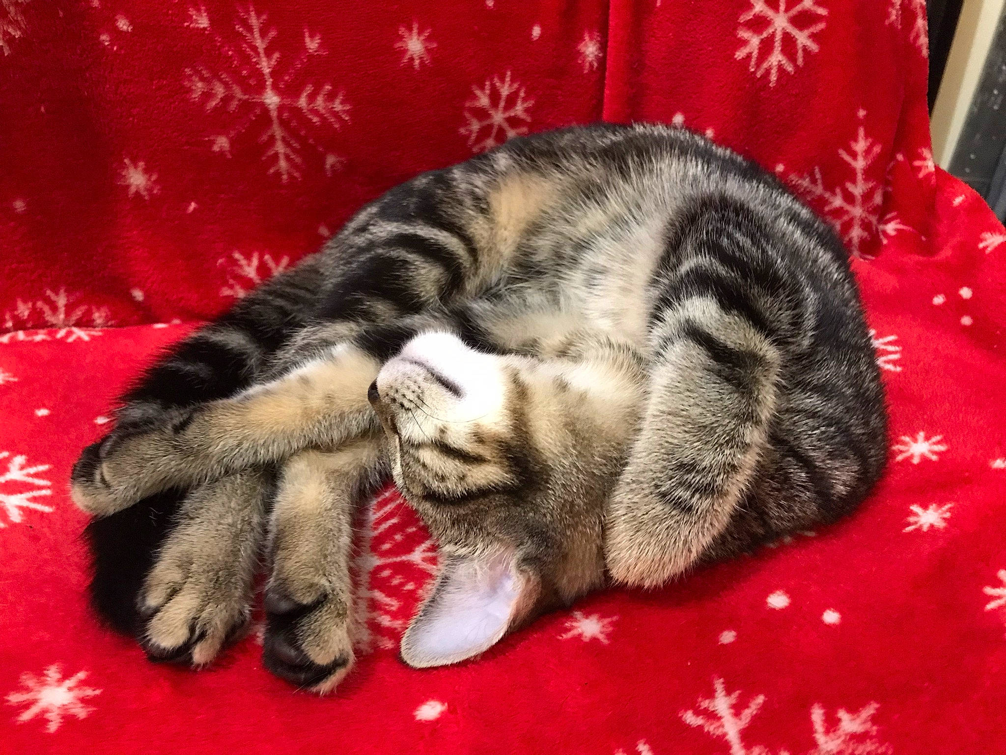 Marbles is registered to the contest to win money with this photo: carmine, carnivore, cat, claw, comfort, domestic_short_haired_cat, felidae, foot, fur, human_leg, linens, nail, nap, pattern, paw, small_to_medium_sized_cats, snout, tail, terrestrial_animal, whiskers