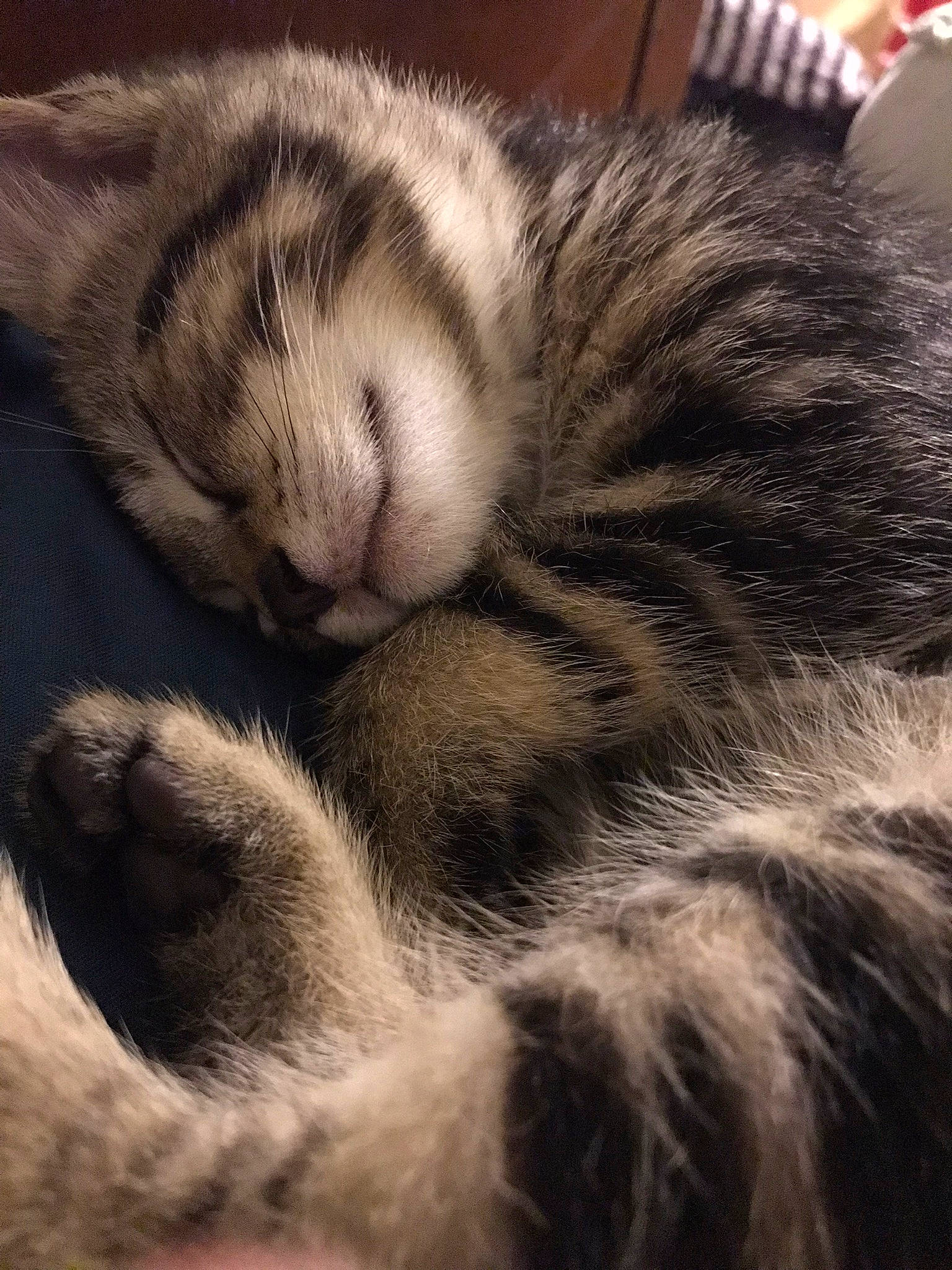 Marbles is registered to the contest to win money with this photo: carnivore, cat, claw, cloud, comfort, domestic_short_haired_cat, eye, felidae, fur, grey, head, iris, meteorological_phenomenon, nap, paw, small_to_medium_sized_cats, snout, tail, terrestrial_animal, whiskers