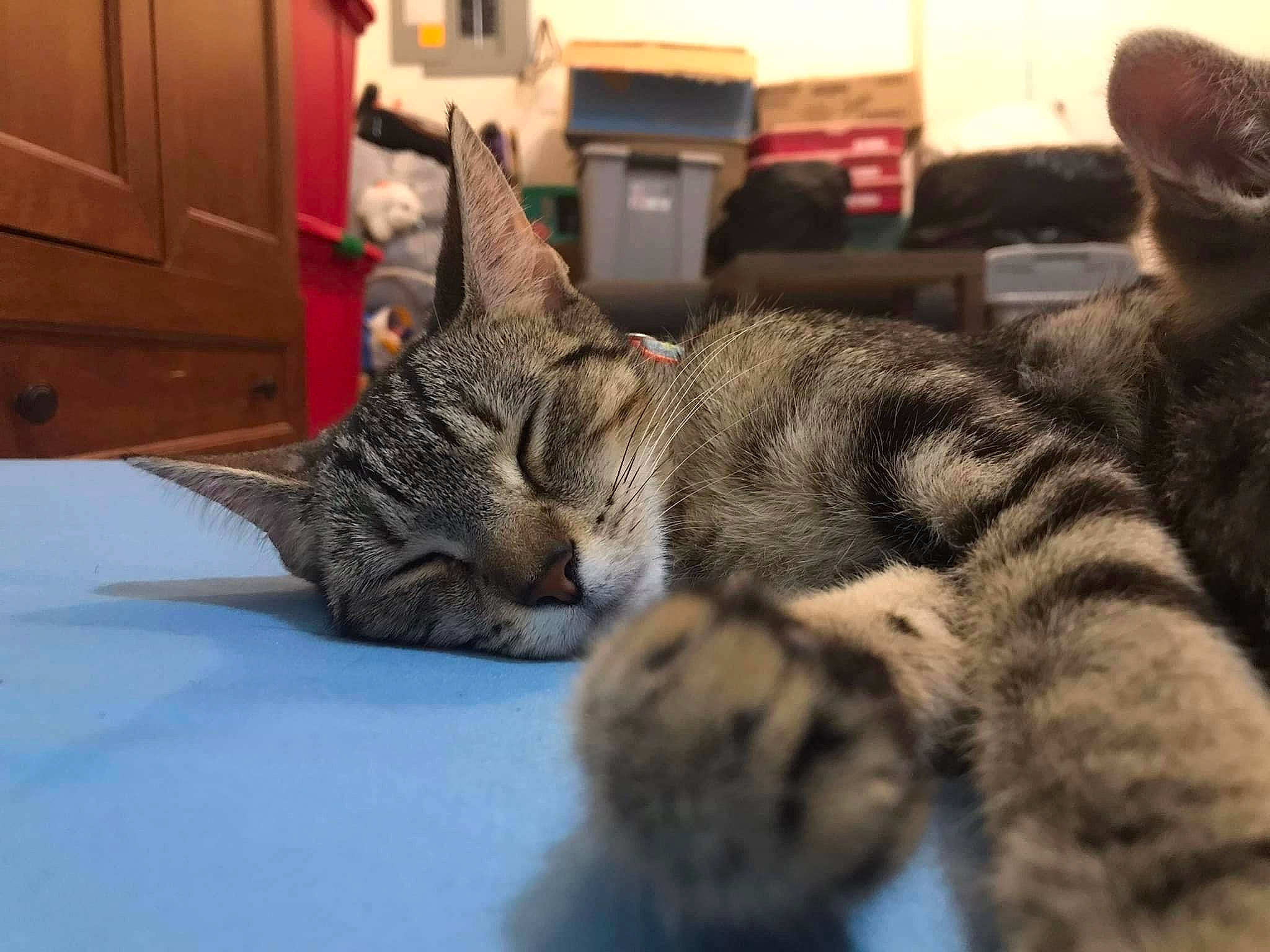 Marbles joined the competition — help win amazing prizes! cabinetry, carnivore, cat, chest_of_drawers, claw, comfort, domestic_short_haired_cat, drawer, felidae, fur, mammal, nap, paw, sitting, sleep, small_to_medium_sized_cats, snout, terrestrial_animal, whiskers, wood