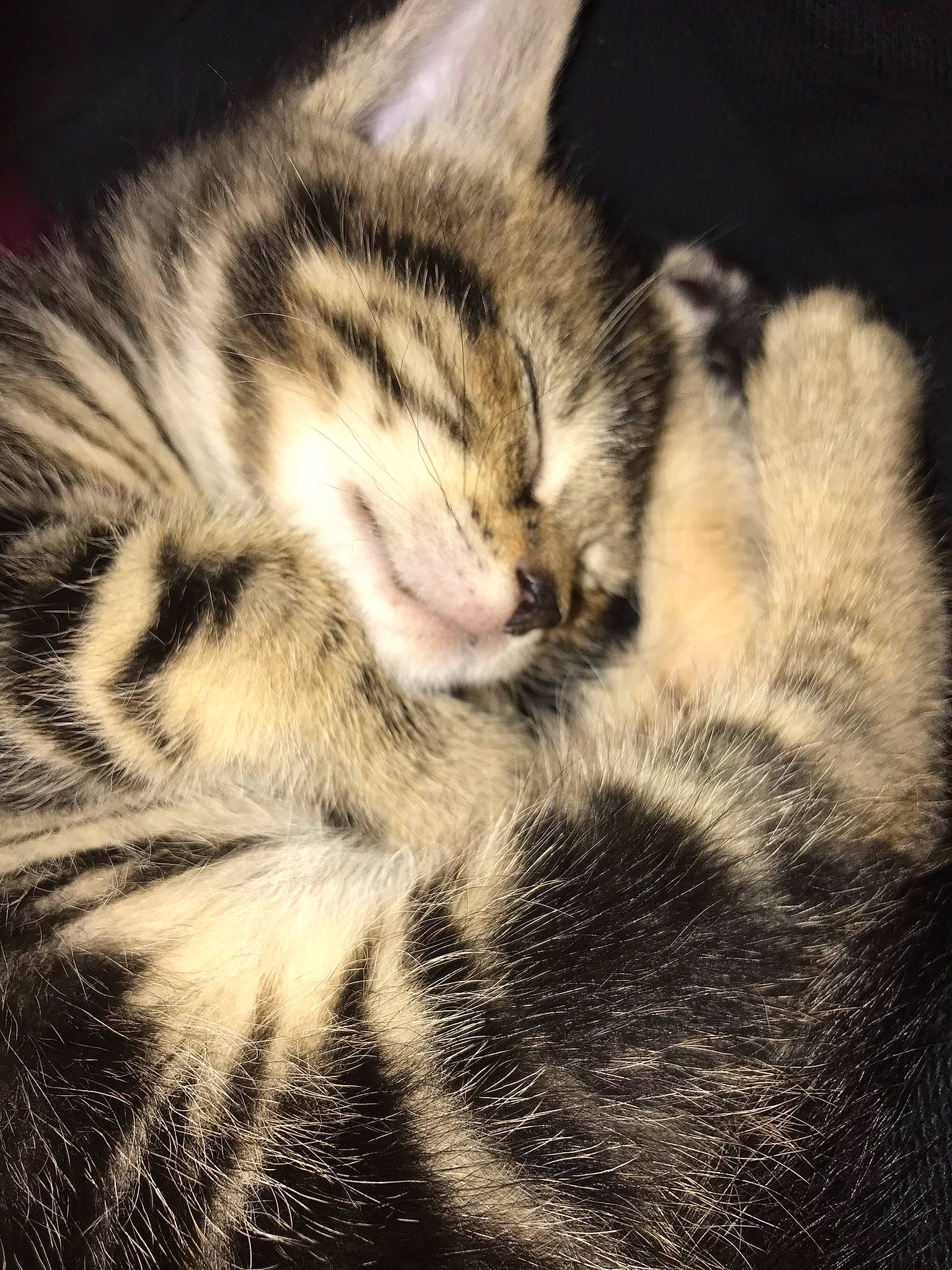 Marbles joined the competition — help win amazing prizes! bengal_tiger, carnivore, cat, close_up, cloud, comfort, domestic_short_haired_cat, felidae, fur, meteorological_phenomenon, mountain, paw, sky, small_to_medium_sized_cats, snout, tail, terrestrial_animal, water, whiskers, wildlife