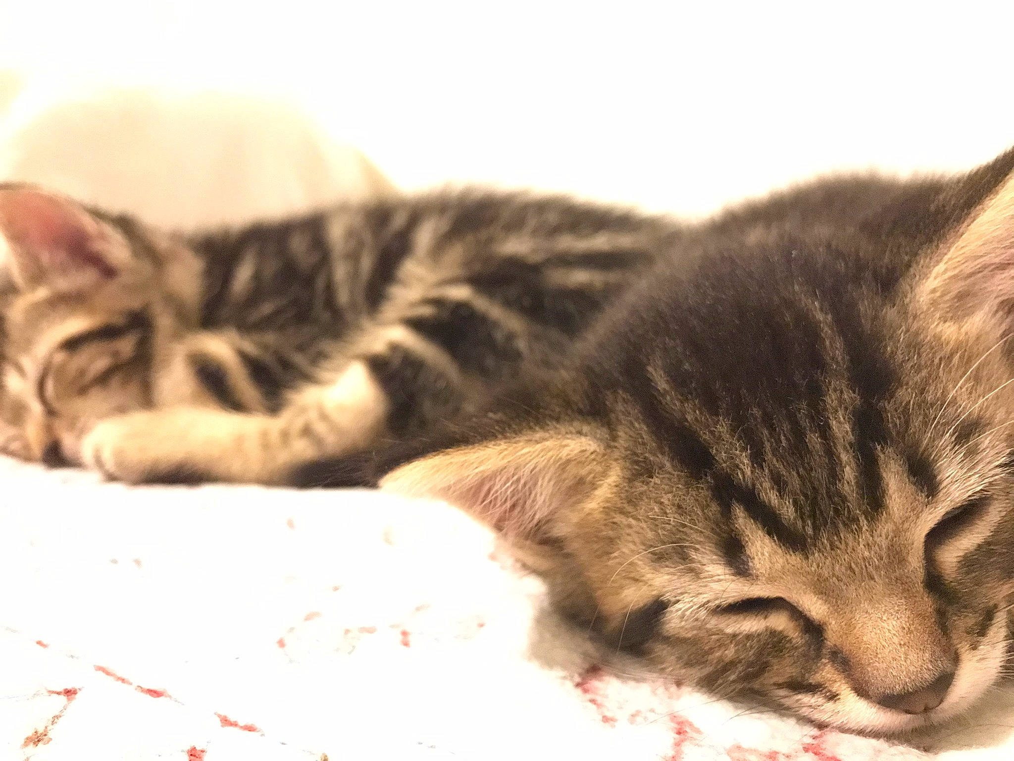 Marbles is registered to the contest to win money with this photo: carnivore, cat, claw, close_up, cloud, comfort, domestic_short_haired_cat, felidae, fur, mammal, nap, paw, sleep, small_to_medium_sized_cats, snout, tail, terrestrial_animal, vertebrate, whiskers, wildlife