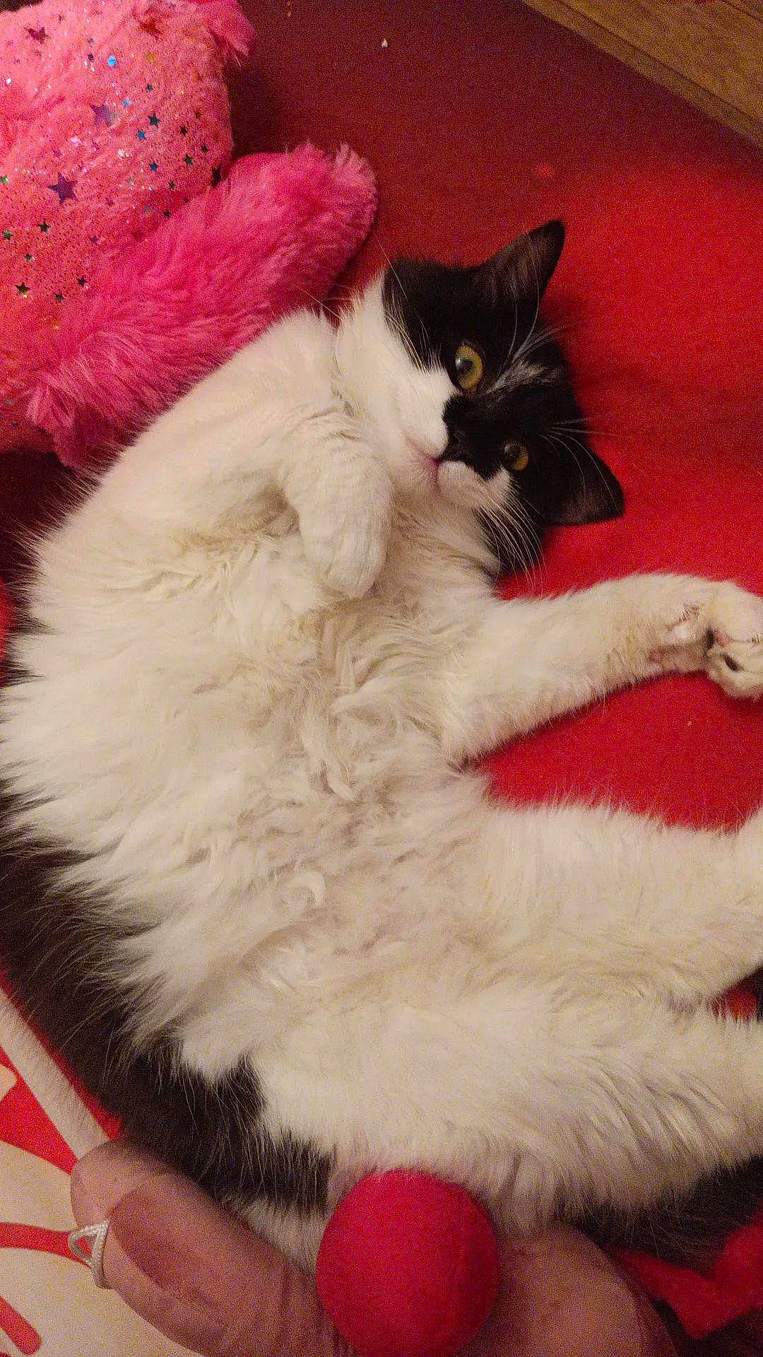 Bambi a rejoint le concours — aidez-le/la à gagner de superbes lots ! carnivore, cat, claw, comfort, domestic_short_haired_cat, event, fawn, felidae, fur, lap, magenta, paw, small_to_medium_sized_cats, snout, tail, whiskers, wool