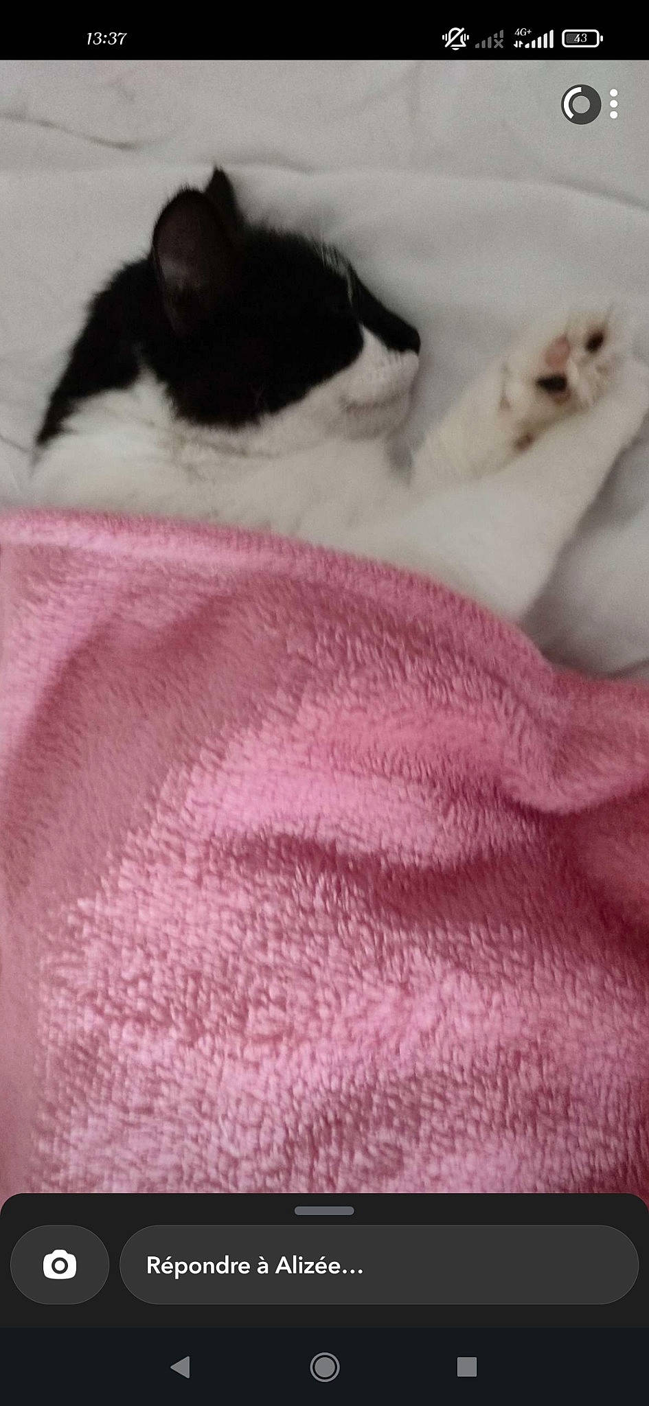 Bambi participe au concours pour gagner de l'argent avec cette photo : carmine, carnivore, cat, comfort, dog_breed, eyelash, felidae, fur, linens, magenta, pattern, paw, pink, sleeve, small_to_medium_sized_cats, snout, tail, whiskers, wool, woolen