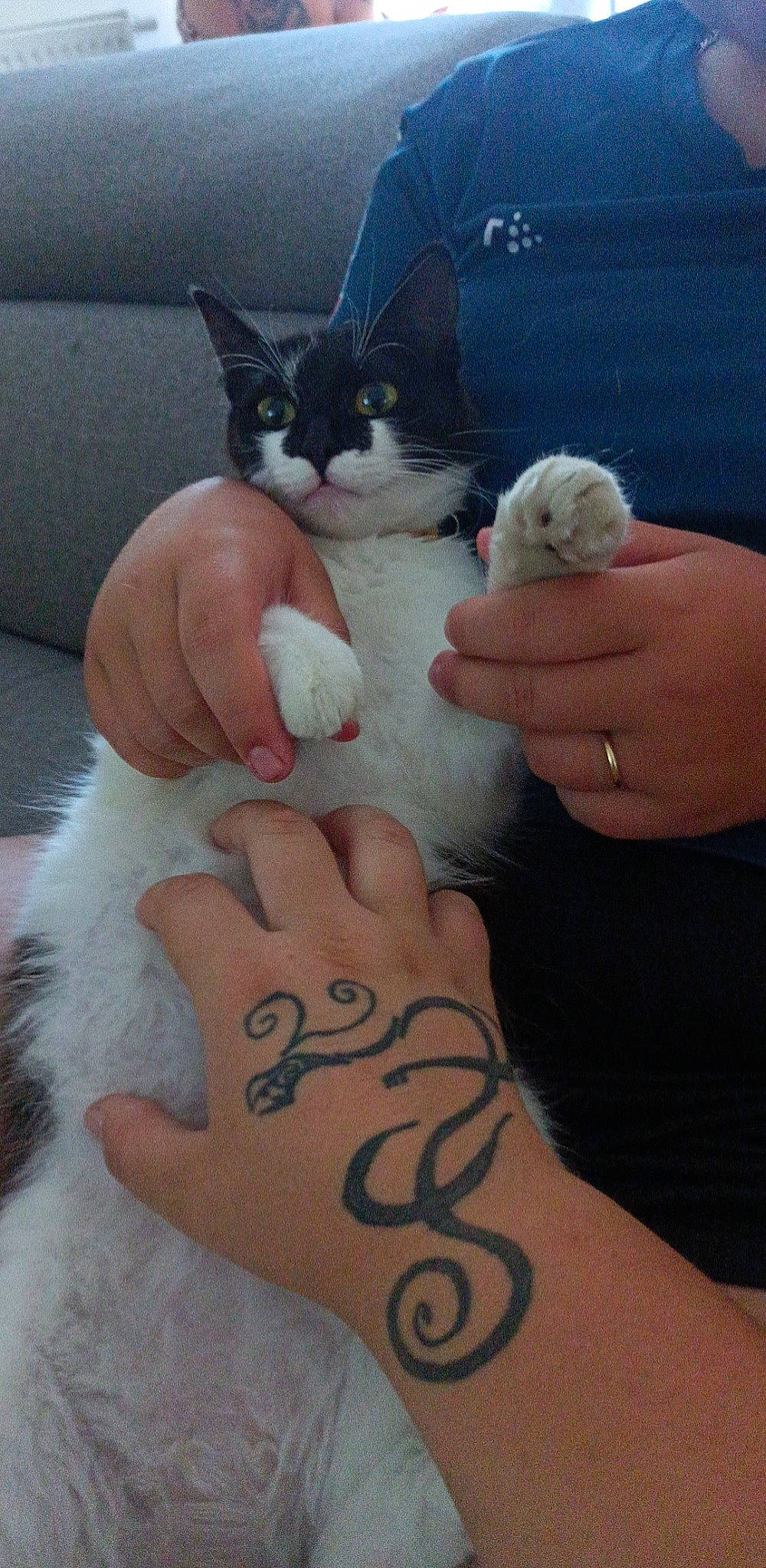 Bambi participe au concours pour gagner de l'argent avec cette photo : carnivore, cat, claw, domestic_short_haired_cat, felidae, finger, foot, fur, gesture, human_leg, nail, organ, paw, small_to_medium_sized_cats, snout, tail, temporary_tattoo, thumb, whiskers, wrist