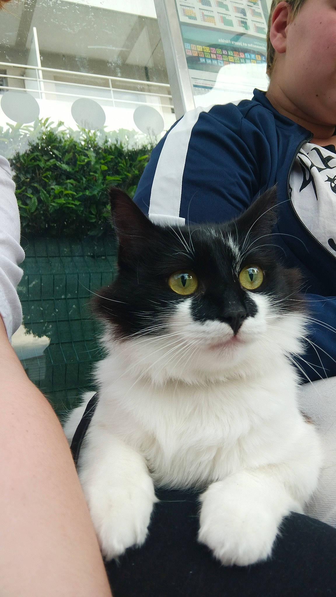 Bambi a rejoint le concours — aidez-le/la à gagner de superbes lots ! carnivore, cat, domestic_short_haired_cat, eyewear, felidae, formal_wear, fur, paw, personal_protective_equipment, plant, sitting, small_to_medium_sized_cats, snout, sunglasses, tail, tie, whiskers