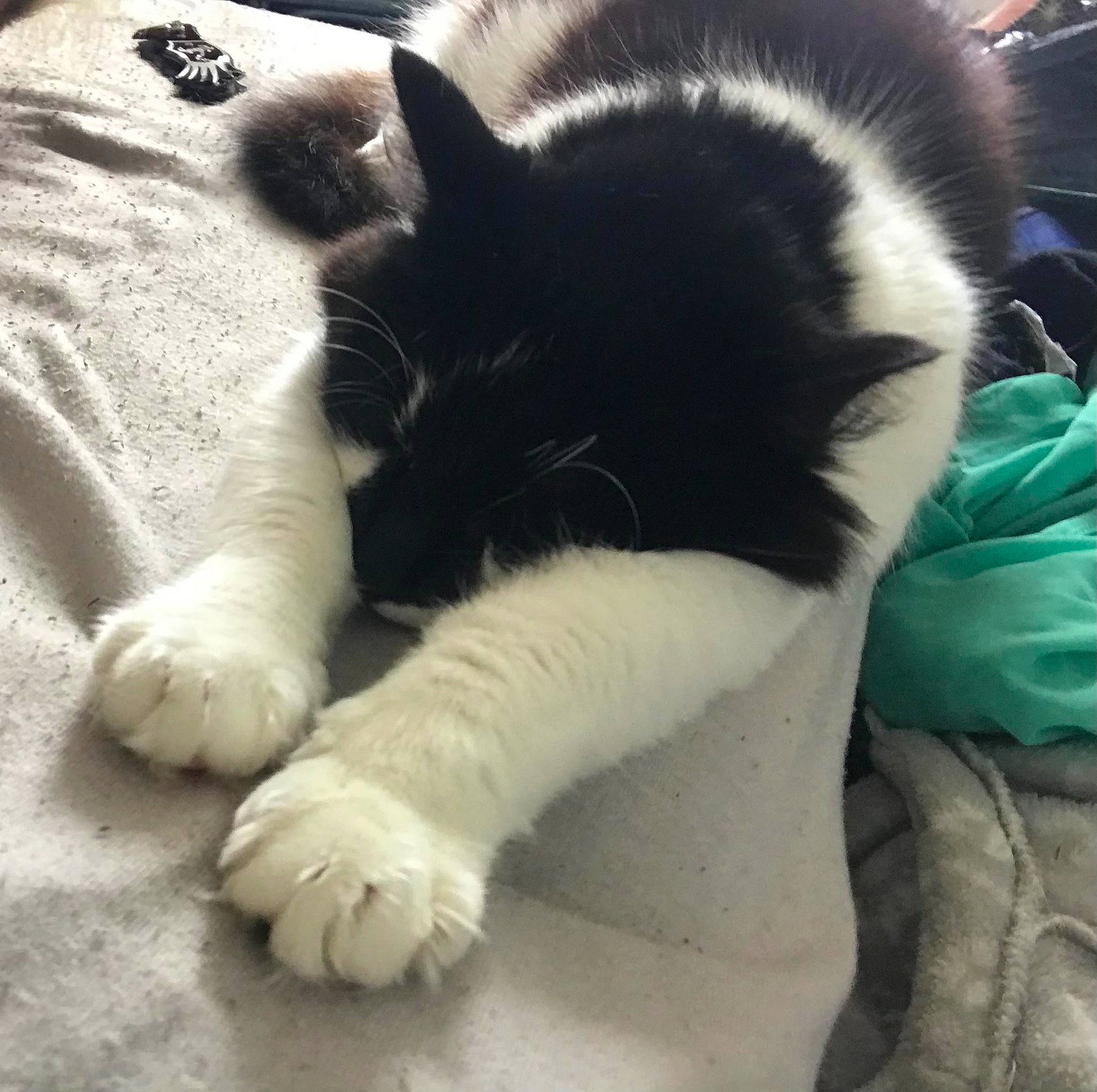 Bambi participe au concours pour gagner de l'argent avec cette photo : carnivore, cat, claw, comfort, domestic_short_haired_cat, felidae, foot, fur, nap, paw, small_to_medium_sized_cats, snout, tail, terrestrial_animal, whiskers