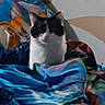 Snookie is registered to the contest to win money with this photo: cat, black_and_white, pet, animal, sitting, bed, blanket, bedding, bedroom, indoors, cozy, colorful, blue, white, black, portrait, front_view, alert, relaxed, home