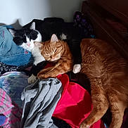 Snookie is registered to the contest to win money with this photo: cat, cats, kitten, tabby, ginger_cat, black_and_white_cat, sleeping, sleepy, cuddling, pet, animal, fur, whiskers, ears, paws, bed, blanket, clothing, indoors, portrait