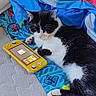 Snookie is registered to the contest to win money with this photo: cat, black_and_white, pet, feline, animal, lying_down, relaxed, sleepy, whiskers, ears, paws, fur, indoor, blanket, bed, handheld_console, video_game, colorful, cozy, portrait