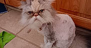 Snookie joined the competition — help win amazing prizes! cat, persian_cat, fluffy, longhair, white_fur, gray_fur, grumpy, sitting, pet, animal, whiskers, ears, eyes, collar, bell, tile_floor, wooden_cabinet, indoor, green_cloth, portrait