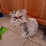 animal, bell, cat, collar, ears, eyes, fluffy, gray_fur, green_cloth, grumpy, indoor, longhair, persian_cat, pet, portrait, sitting, tile_floor, whiskers, white_fur, wooden_cabinet