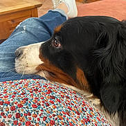 Fidji a rejoint le concours — aidez-le/la à gagner de superbes lots ! dog, berner, tri_color, fluffy, long_hair, pet, animal, lying_down, relaxed, indoors, lap, person, jeans, sneakers, blanket, floral, wooden_furniture, cozy, portrait, closeup