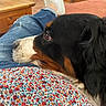dog, berner, tri_color, fluffy, long_hair, pet, animal, lying_down, relaxed, indoors, lap, person, jeans, sneakers, blanket, floral, wooden_furniture, cozy, portrait, closeup