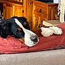 Fidji participe au concours pour gagner de l'argent avec cette photo : dog, large_dog, tricolor, black_white_brown, floppy_ears, sleepy, lying_down, resting, cushion, red_cushion, paw, muzzle, nose, eye, fur, indoor, living_room, wooden_furniture, cabinet, cozy