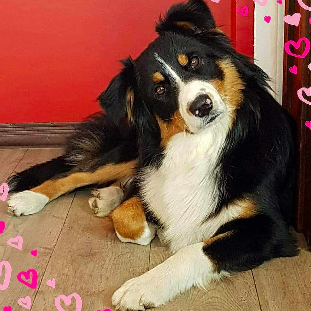 Nicely a rejoint le concours — aidez-le/la à gagner de superbes lots ! animal, appenzeller, art, ball, canine, cockerspaniel, collie, dog, envelope, greetingcard, hardwood, hound, husky, mail, mat, pet, puppy, snout, sport, wood