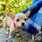 Bird joined the competition — help win amazing prizes! animal, background_blur, chihuahua, close_up, collar_tag, curious, cute, dog, ears, greenery, nature, outdoor, pet, pink_collar, plaid_fabric, puppy, small_dog, tiny, wood, young_dog