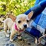 animal, background_blur, chihuahua, close_up, collar_tag, curious, cute, dog, ears, greenery, nature, outdoor, pet, pink_collar, plaid_fabric, puppy, small_dog, tiny, wood, young_dog