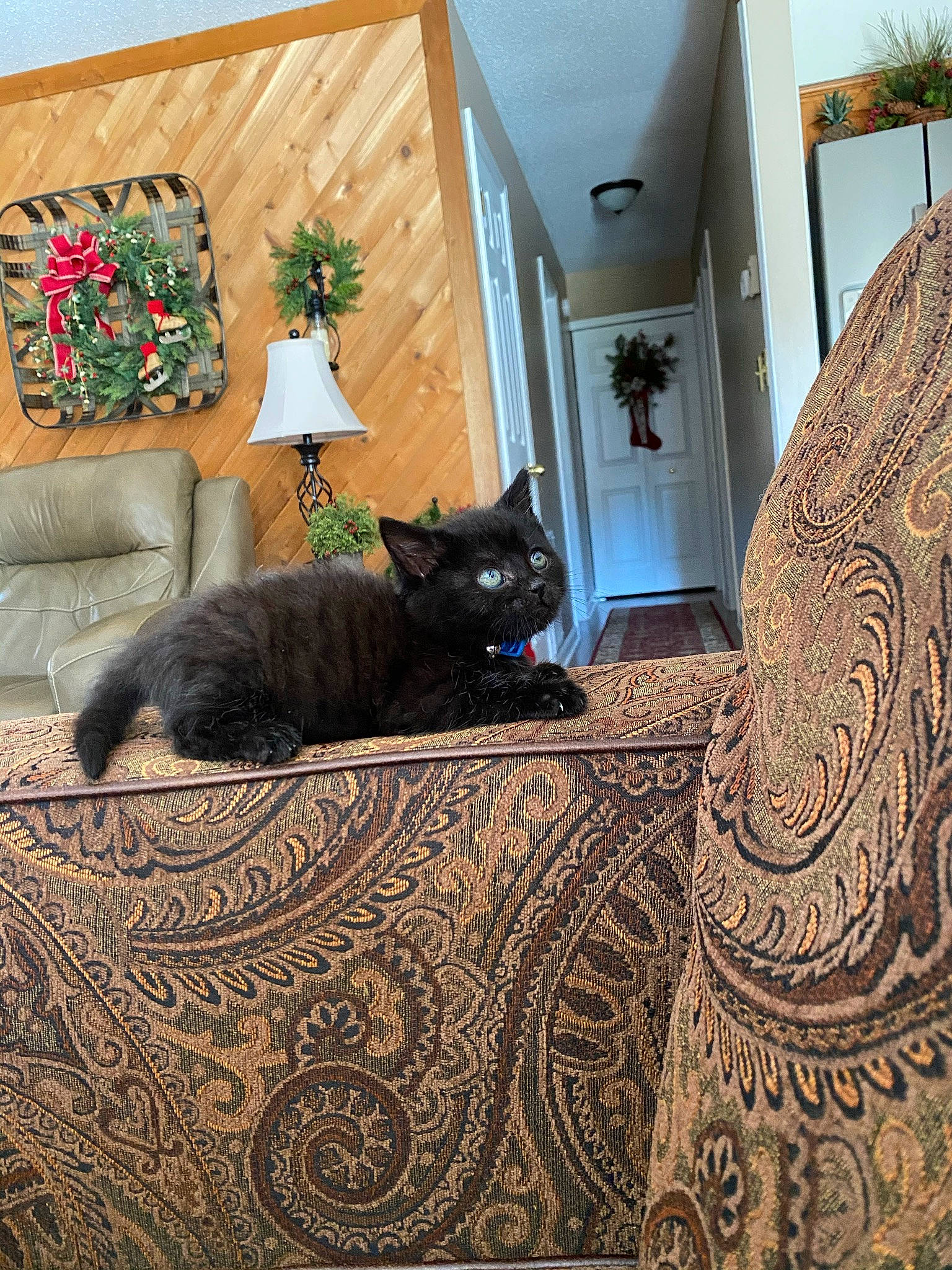 Berlioz joined the competition — help win amazing prizes! black_cat, carnivore, cat, creative_arts, felidae, flowerpot, home, home_door, houseplant, interior_design, living_room, mammal, motif, small_to_medium_sized_cats, vertebrate, visual_arts, whiskers, wood_stain