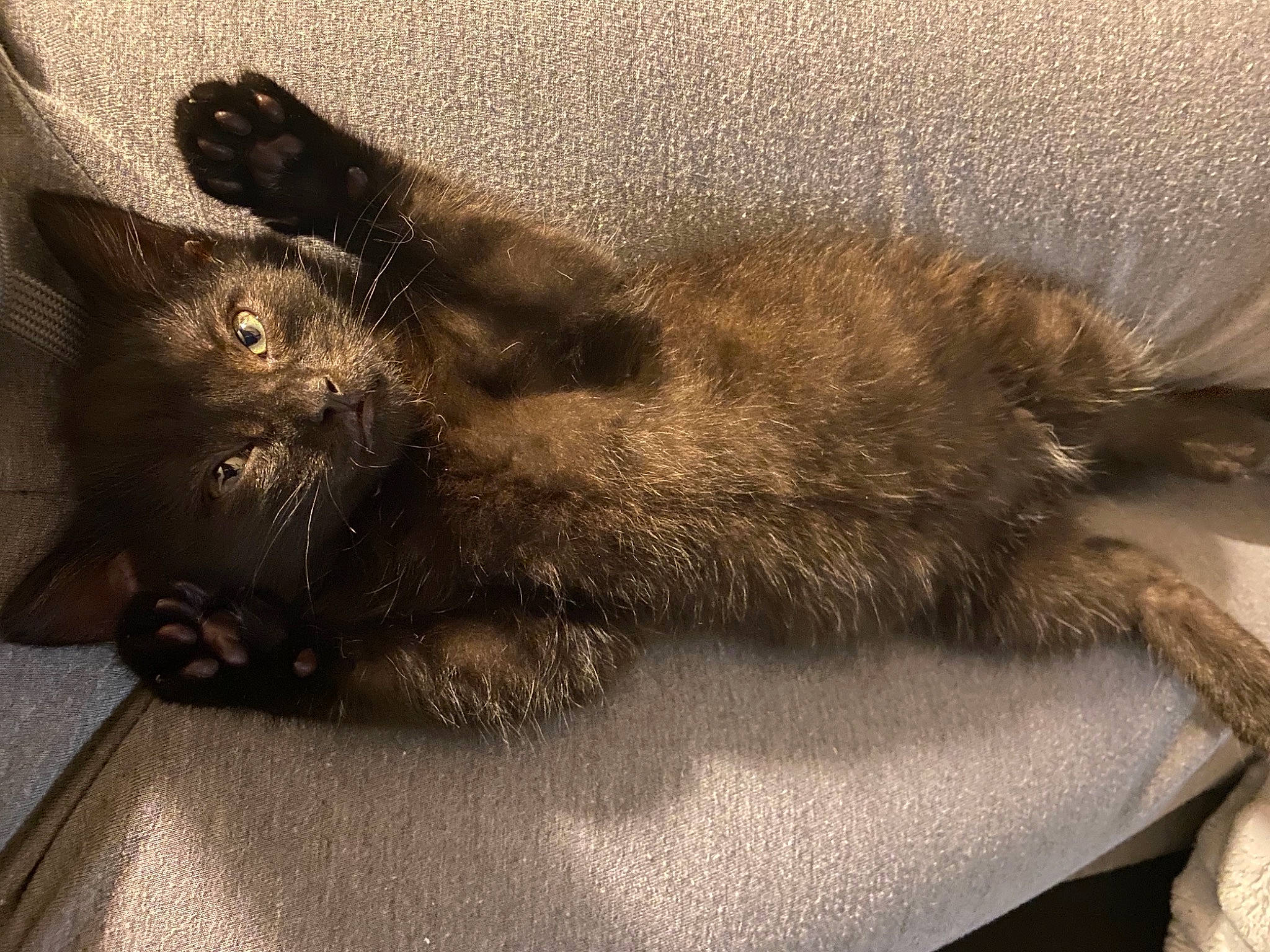 Berlioz is registered to the contest to win money with this photo: black_cat, bombay, carnivore, cat, claw, comfort, felidae, fur, liver, small_to_medium_sized_cats, whiskers