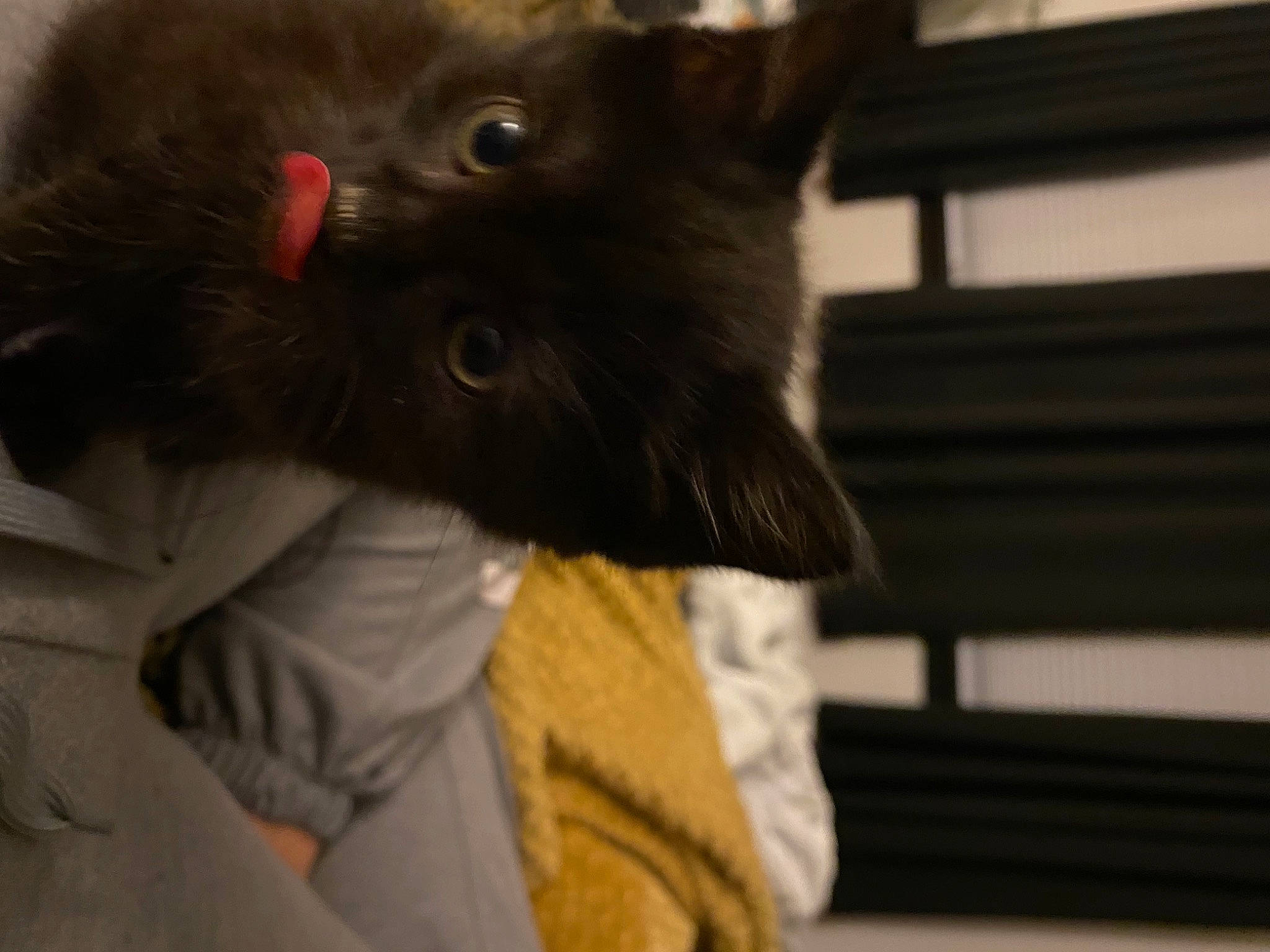 Berlioz is registered to the contest to win money with this photo: black_cat, carnivore, cat, felidae, fur, iris, small_to_medium_sized_cats, snout, vertebrate, whiskers