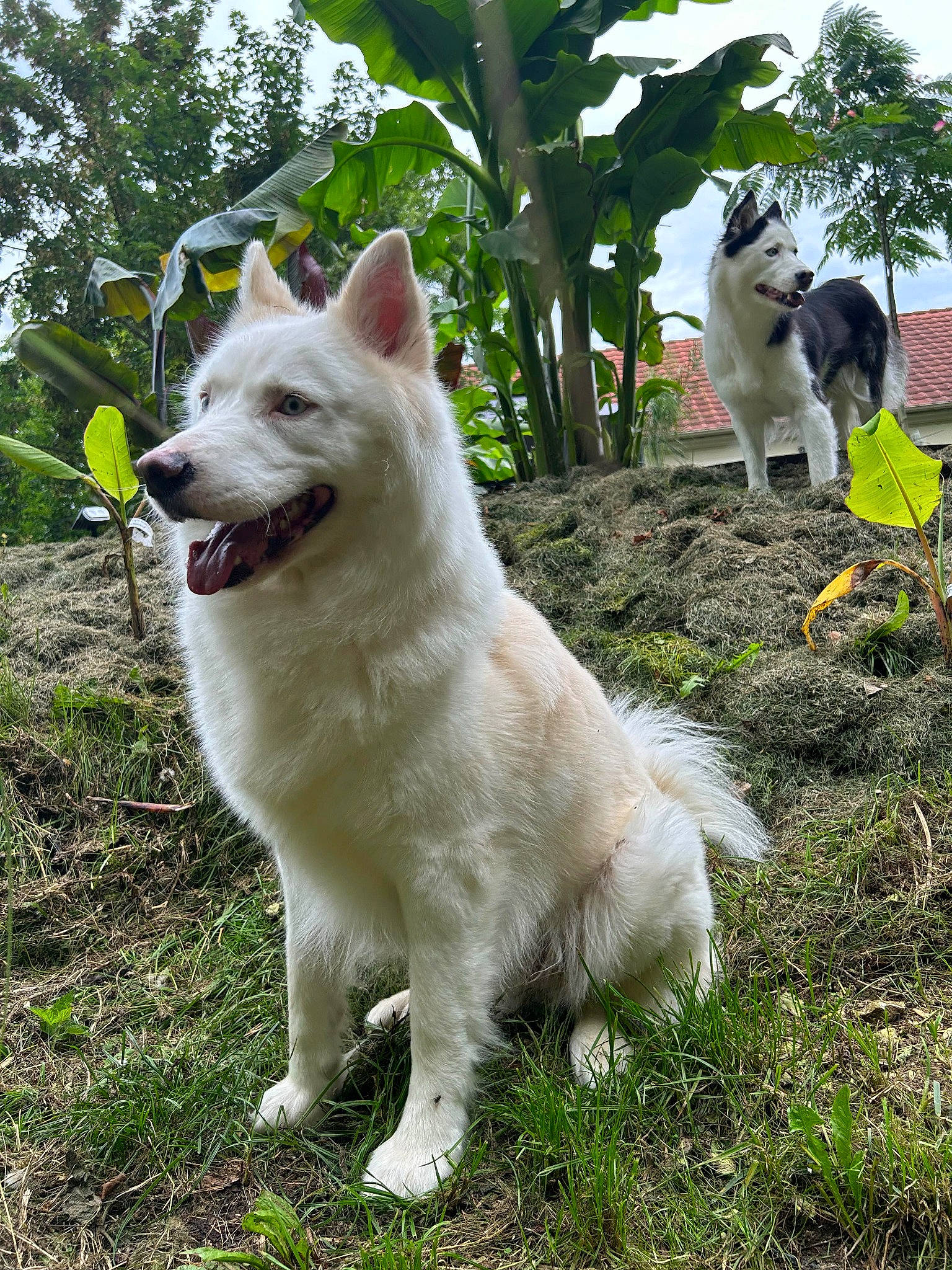 Snow participe au concours pour gagner de l'argent avec cette photo : ancient_dog_breeds, canidae, carnivore, collar, companion_dog, dog, dog_breed, fang, grass, non_sporting_group, plant, sky, sporting_group, tail, terrestrial_animal, tree, working_animal, working_dog