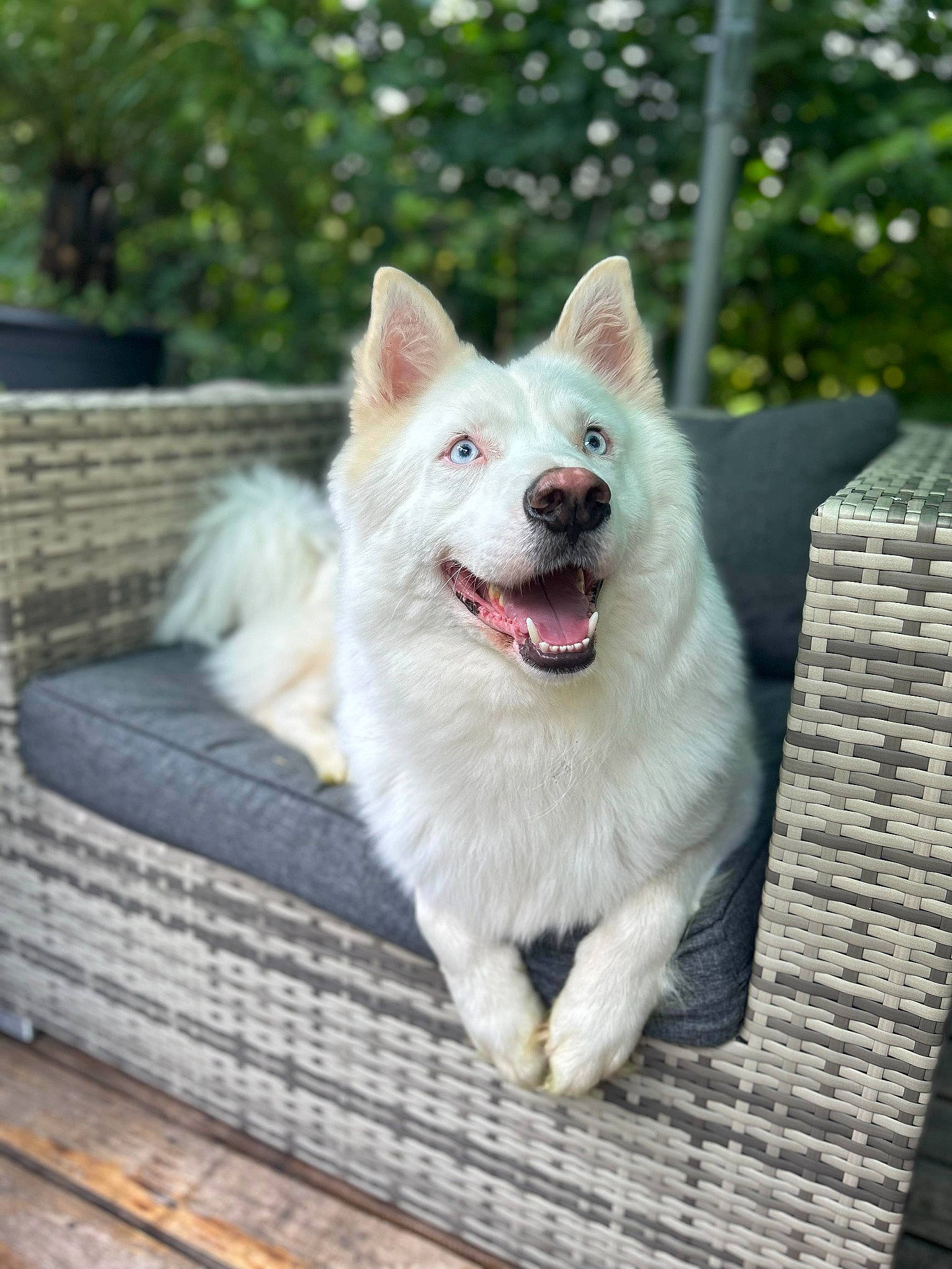 Snow participe au concours pour gagner de l'argent avec cette photo : ancient_dog_breeds, canidae, carnivore, collar, companion_dog, dog, dog_breed, eye, fang, flooring, fur, non_sporting_group, plant, smile, sporting_group, tail, terrestrial_animal, whiskers, wood, working_dog