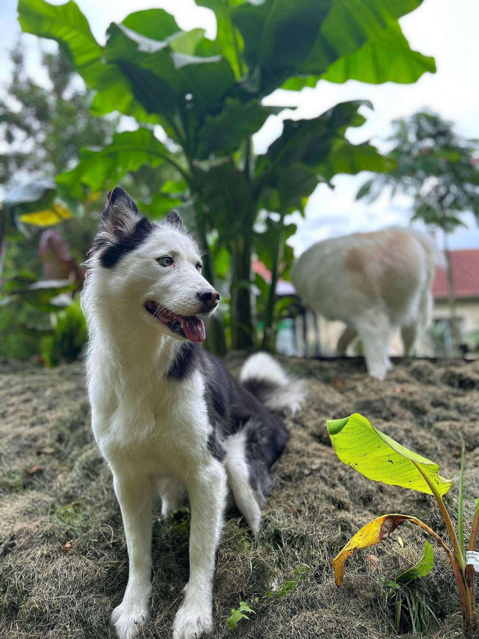 Sweety participe au concours pour gagner de l'argent avec cette photo : canidae, carnivore, collar, companion_dog, dog, dog_breed, fawn, grass, mammal, plant, recreation, siberian_husky, sky, sled_dog, soil, sporting_group, tail, tree, working_animal, working_dog