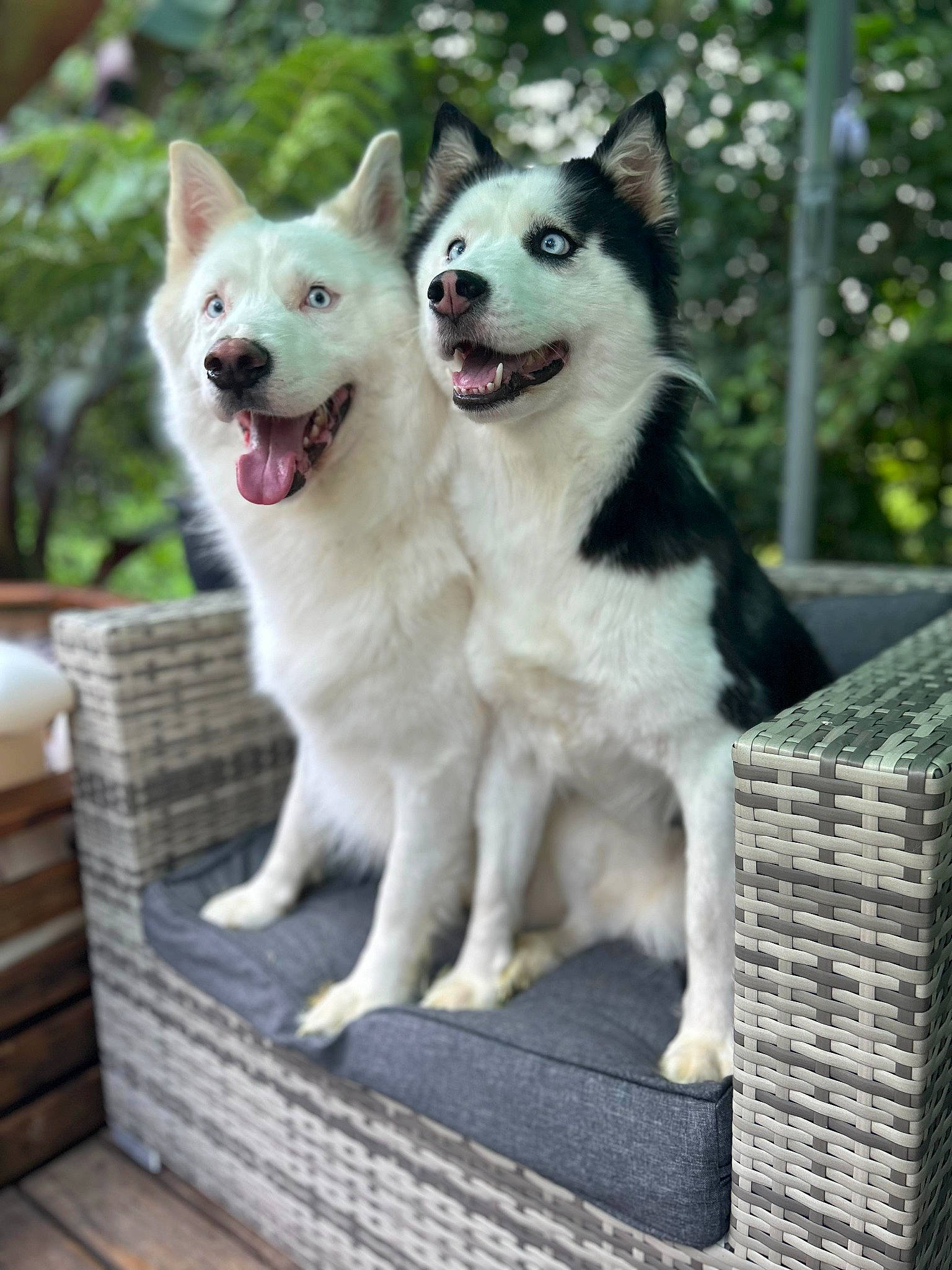 Sweety participe au concours pour gagner de l'argent avec cette photo : ancient_dog_breeds, canidae, carnivore, collar, companion_dog, dog, dog_breed, dog_collar, dog_supply, fang, fawn, fur, outdoor_furniture, pet_supply, sled_dog, snout, sporting_group, wood, working_animal, working_dog