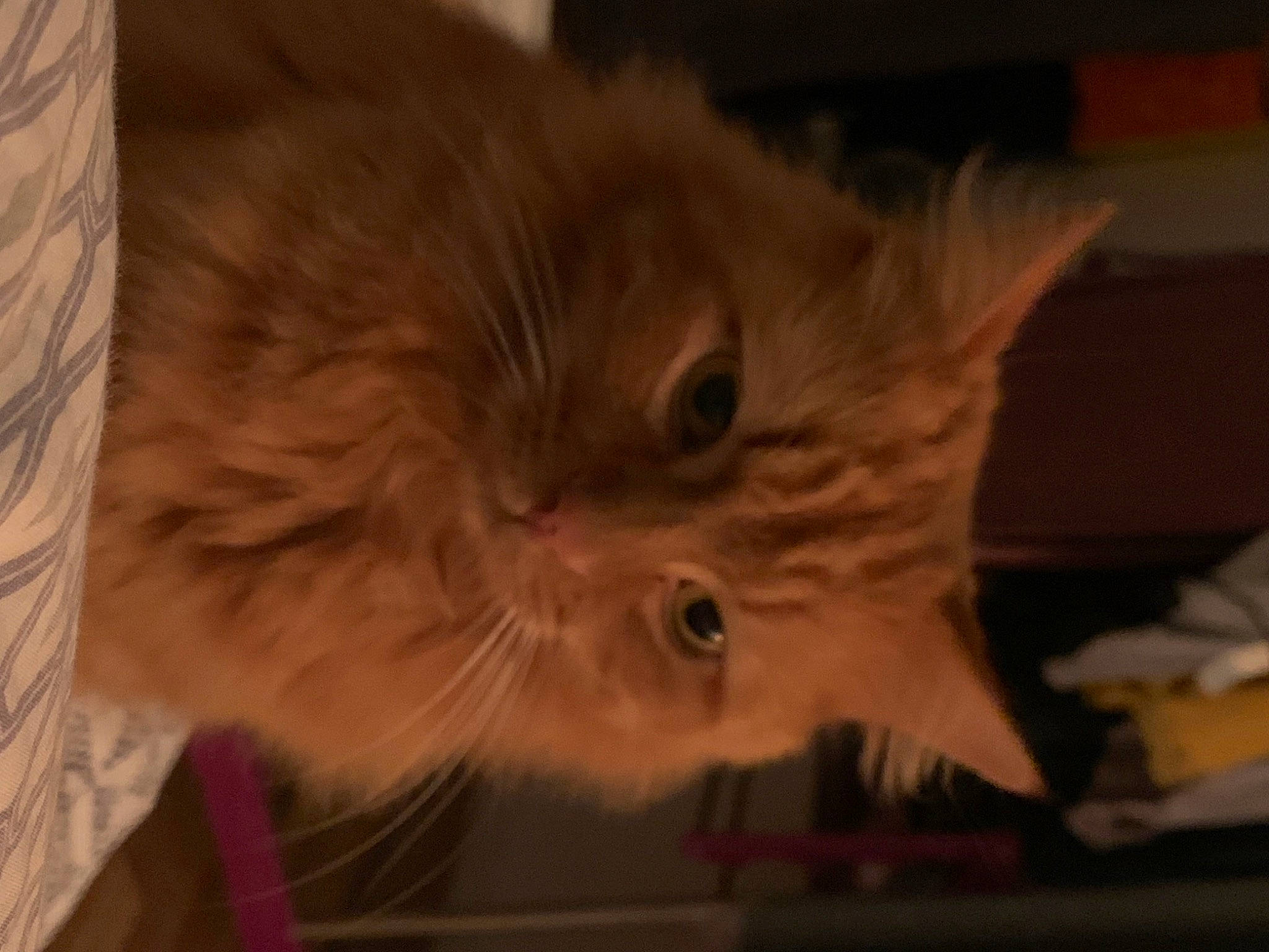 Patchouli a rejoint le concours — aidez-le/la à gagner de superbes lots ! carnivore, cat, ear, eye, fawn, felidae, fur, small_to_medium_sized_cats, snout, whiskers, wood